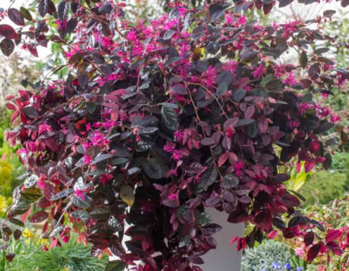 Loropetalum chinese ´Fire Dance´