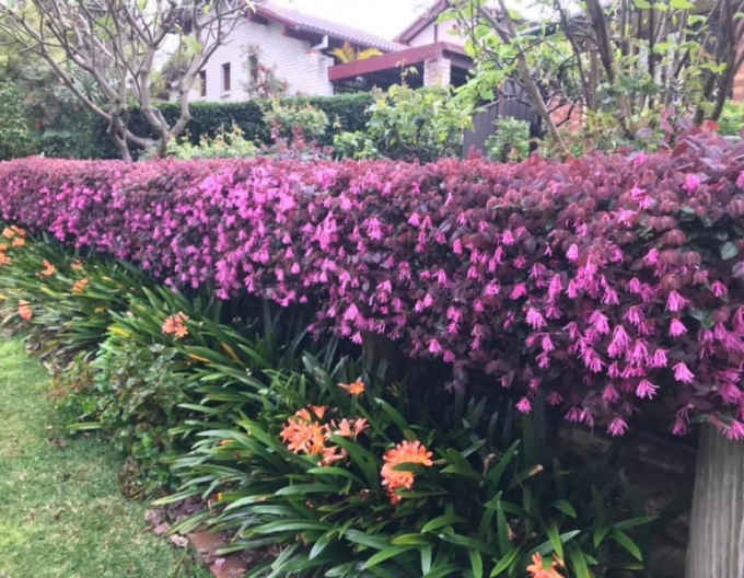 Loropetalum chinese ´Fire Dance´