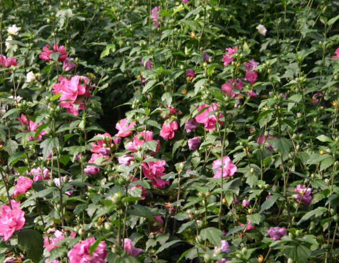 Hibiscus sirian Duc De Brabant