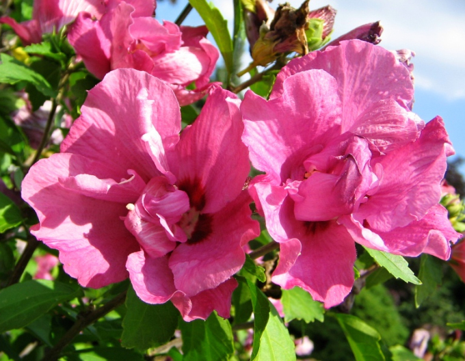Hibiscus sirian Duc De Brabant