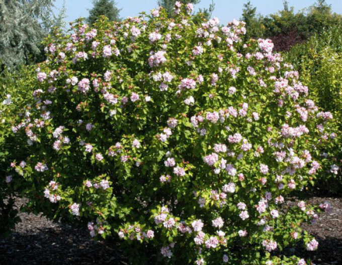 Hibiscus syrian ´Lady Stanley´