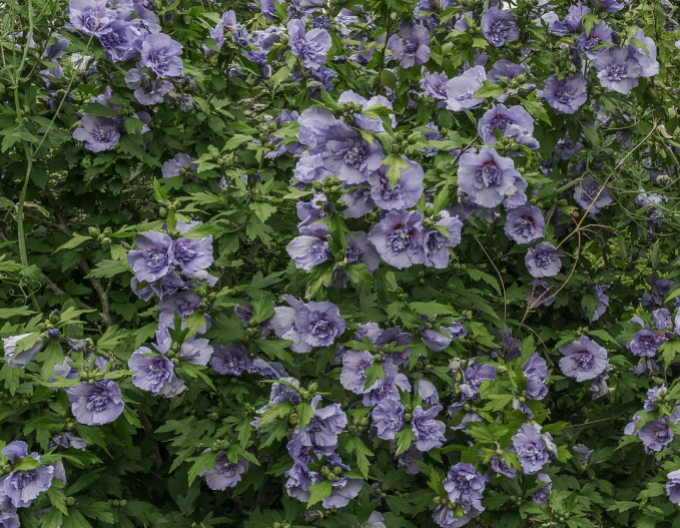 Hibiscus sirian Blue Chiffon