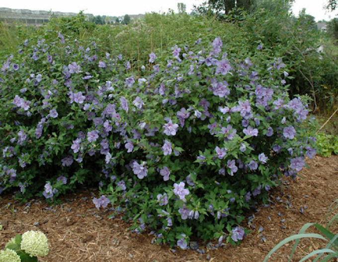 Hibiscus sirian Blue Chiffon