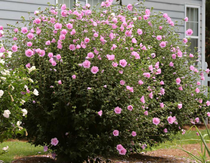 Hibiscus sirian Aphrodite