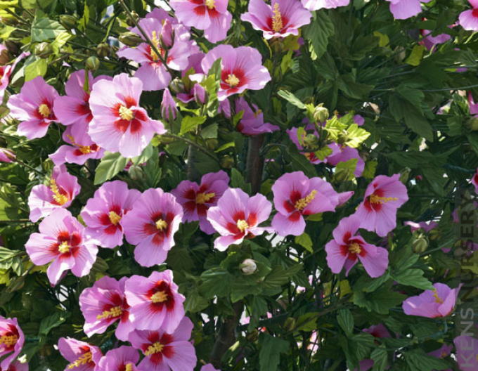 Hibiscus sirian Aphrodite