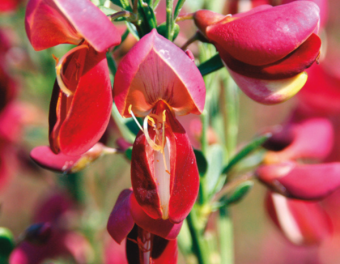 Cytisus ´Johnson Crimson´