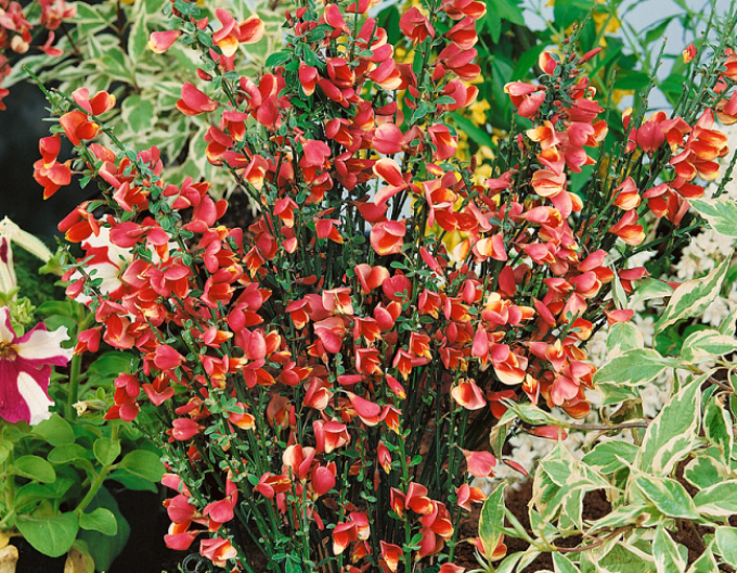 Cytisus ´Johnson Crimson´