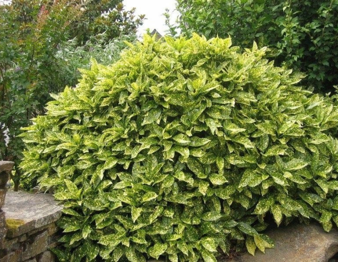 Aucuba  japonica ´Sulphurea Marginata´