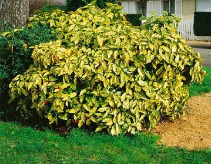 Aucuba  japonica ´Sulphurea Marginata´