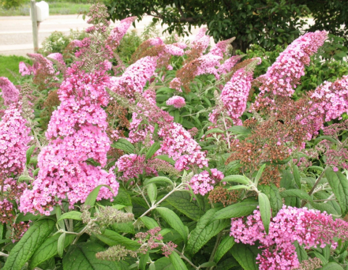 Buddleja davidii Pink Delight 2l