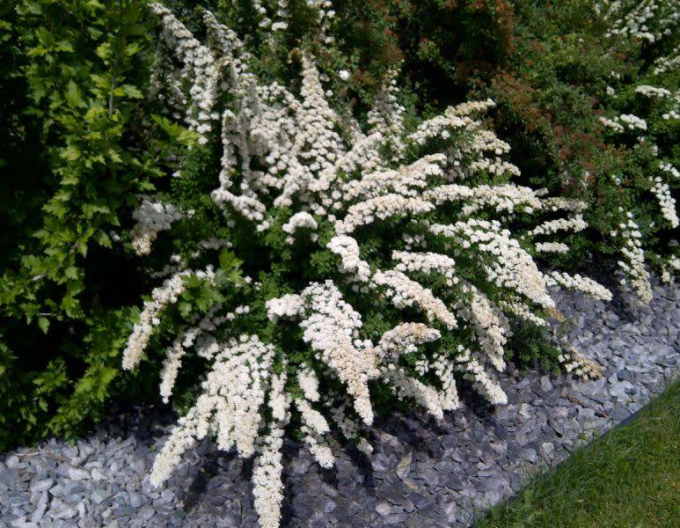 Spirea japonica ´Snowmound´