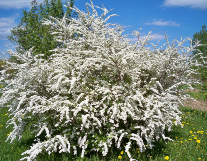 Spirea japonica ´Snowmound´