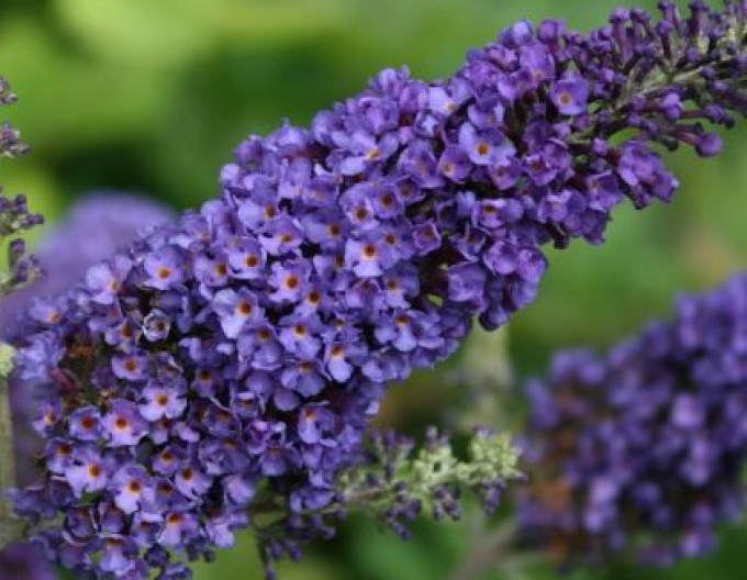 Buddleja davidii Empire Blue