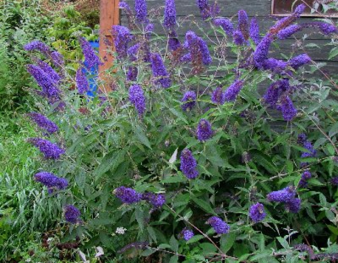 Buddleja davidii Empire Blue