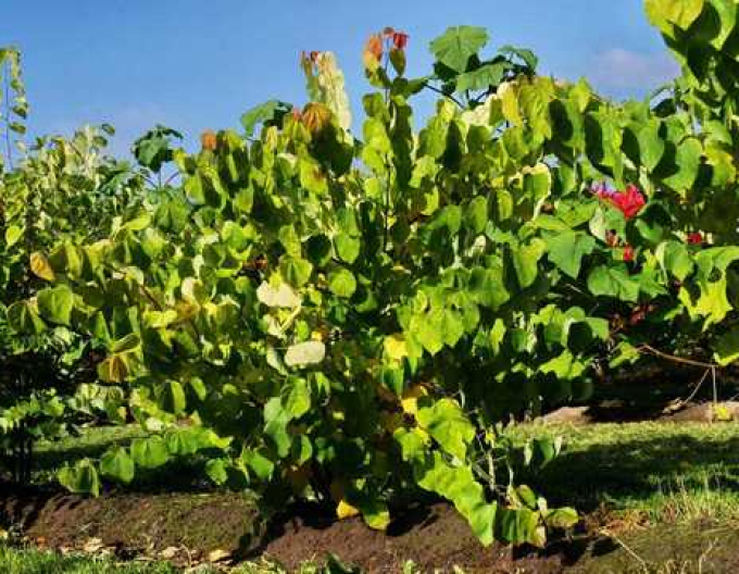 Arborele lui iuda Rising Sun 80cm