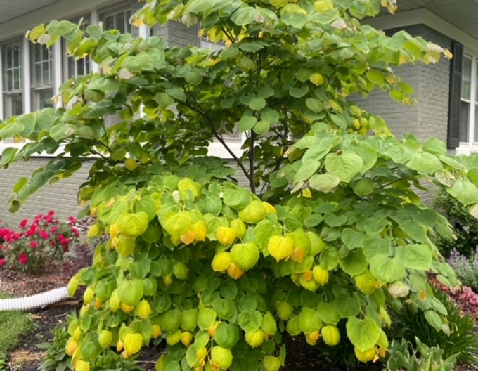 Arborele lui iuda Rising Sun 80cm