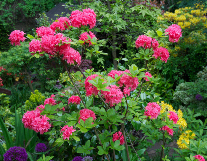 Azalee cu flori mari "Homebush