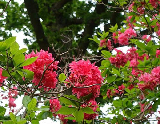 Azalee cu flori mari "Homebush
