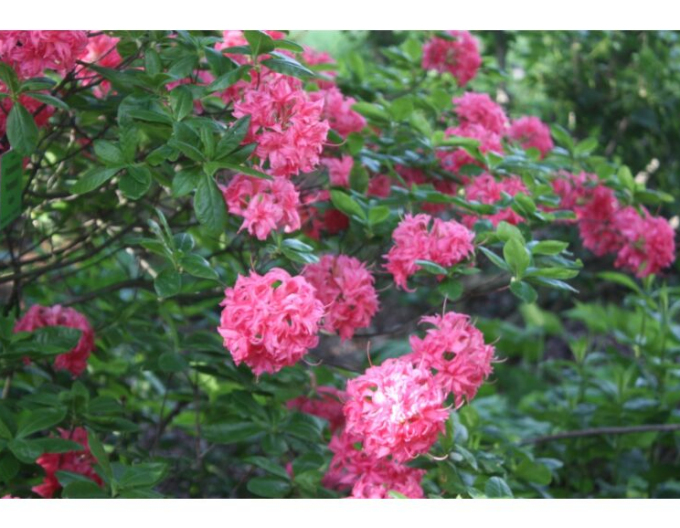 Azalee cu flori mari "Homebush