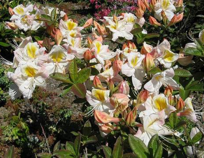 Azalea cu flori mari "Silver Slipper