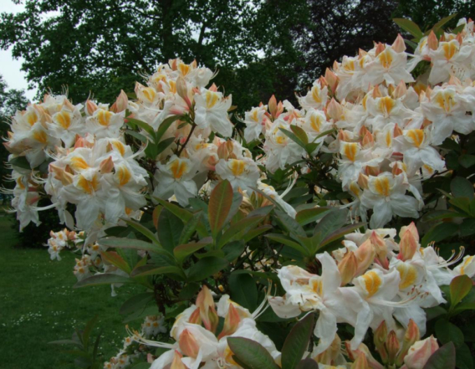 Azalea cu flori mari "Silver Slipper