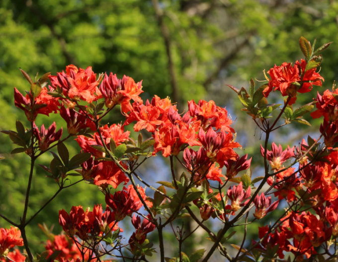 Azalee cu flori mari "Parkfeuer