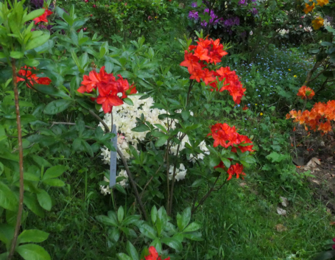 Azalee cu flori mari "Parkfeuer