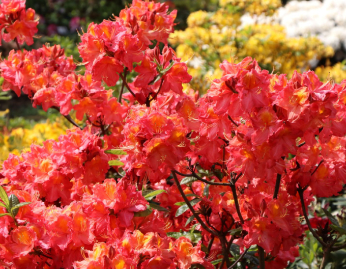 Azalee cu flori mari "Juanita