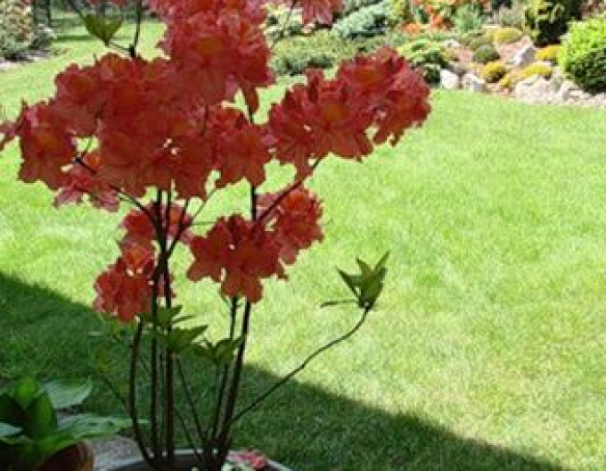 Azalee cu flori mari "Juanita