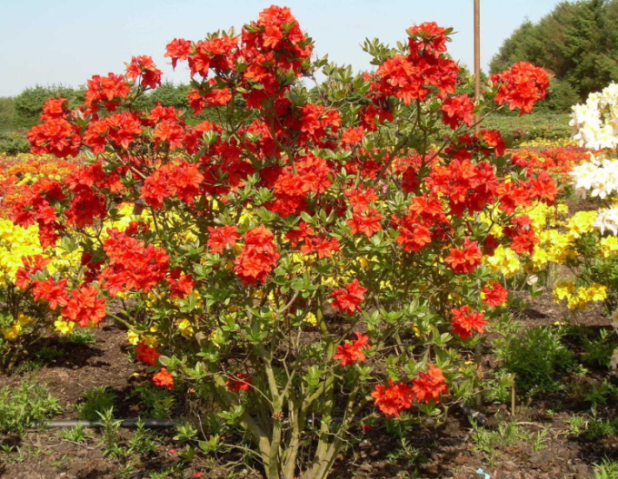 Azalea Feuerwerk