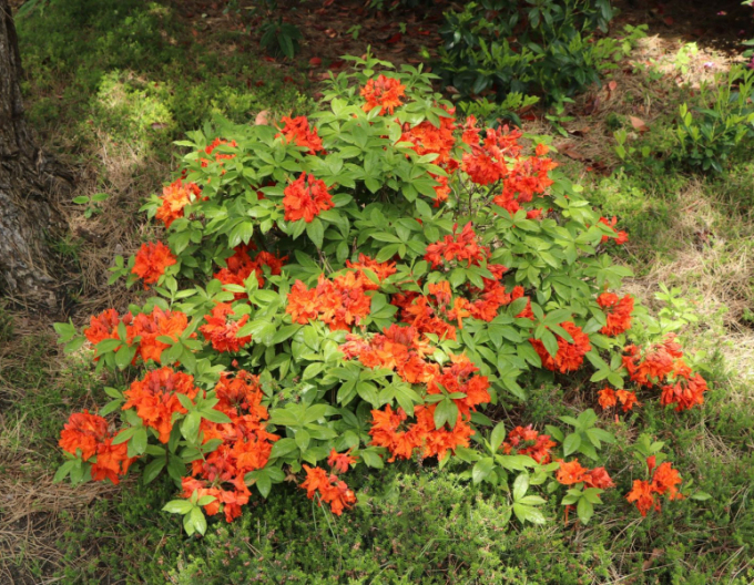 Azalee cu flori mari "Gibraltar