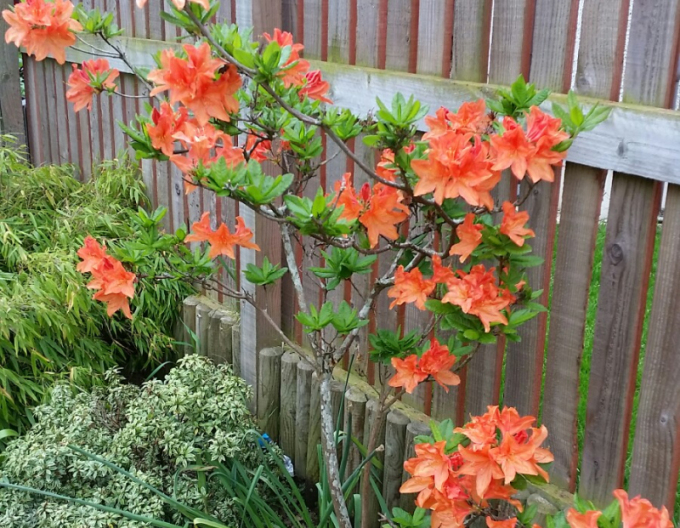 Azalee cu flori mari "Gibraltar