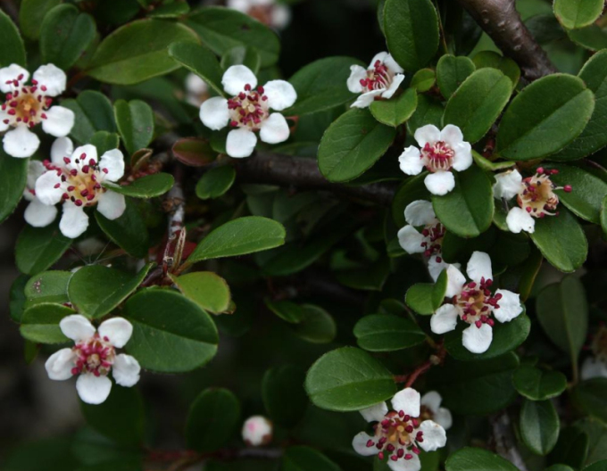 Cotoneaster Eichholz 9x9
