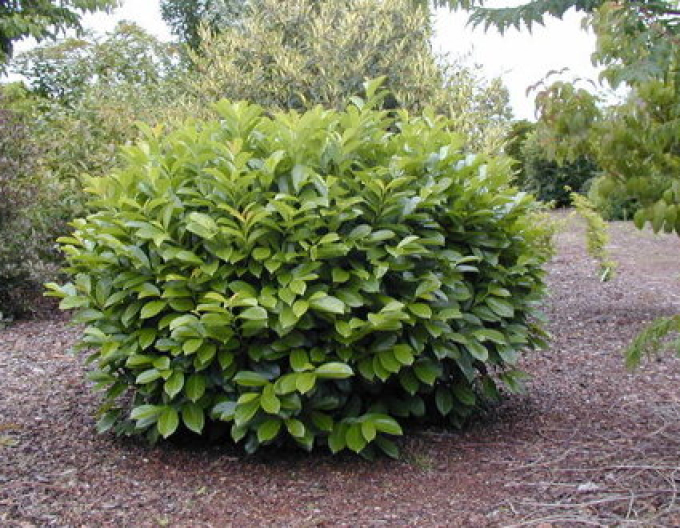 Prunus laurocerasus ´Novita´ 4L