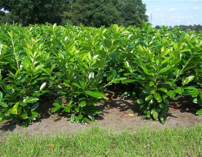 Prunus laurocerasus ´Novita´ 4L