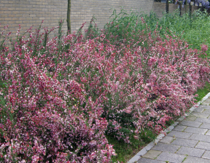 Cytisus ´Hollandia´