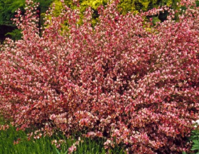 Cytisus ´Hollandia´