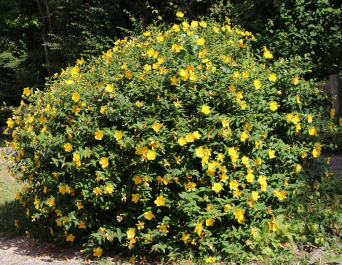 Hypericum ´Hidcote´