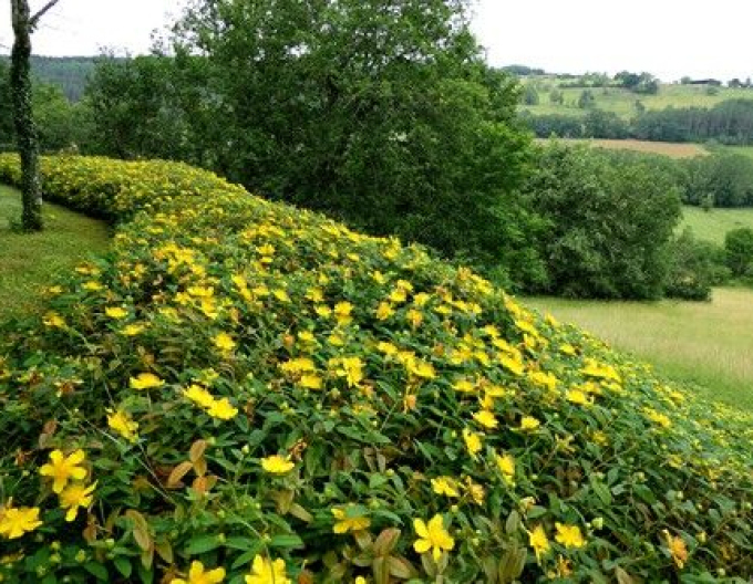 Hypericum ´Hidcote´