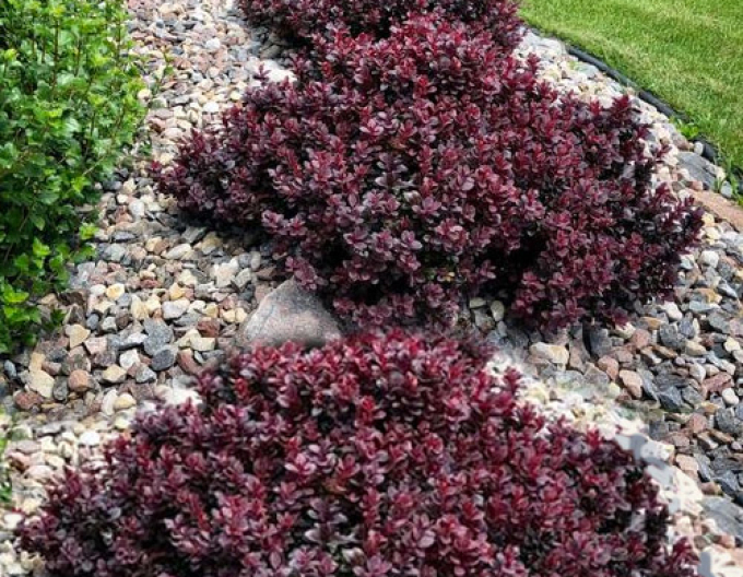 Berberis thunbergii "Concorde"