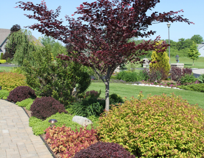 Berberis thunbergii "Concorde"