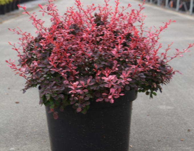 Berberis thunbergii ´Inspirațion´