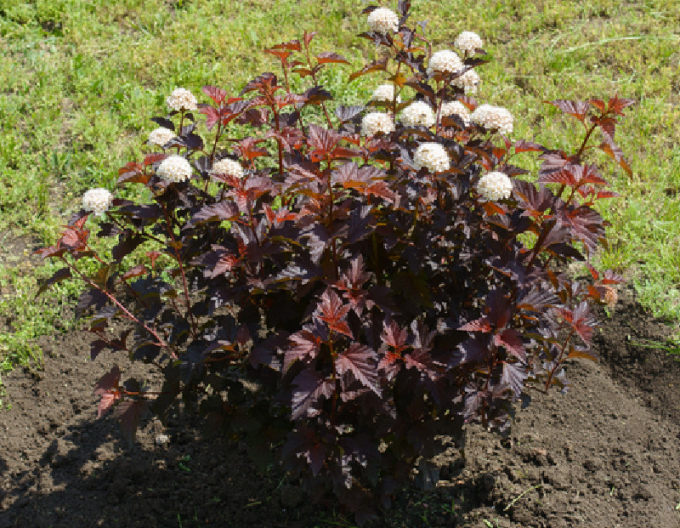 Physocarpus Lady in Red