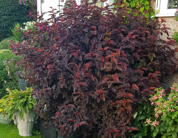 Physocarpus Lady in Red