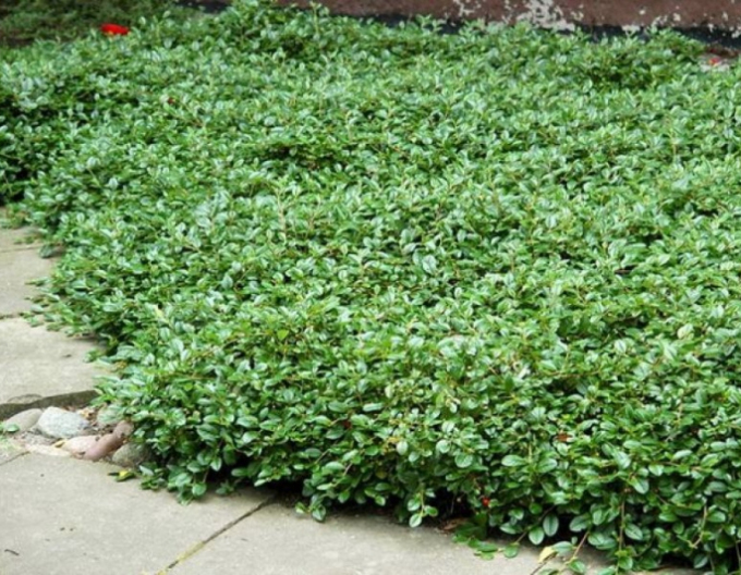 Cotoneaster Dammeri Major