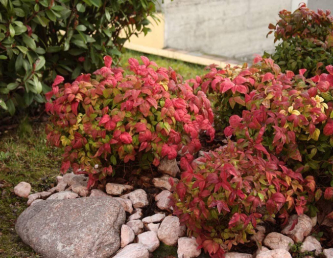 Nandina ´Fire Power´