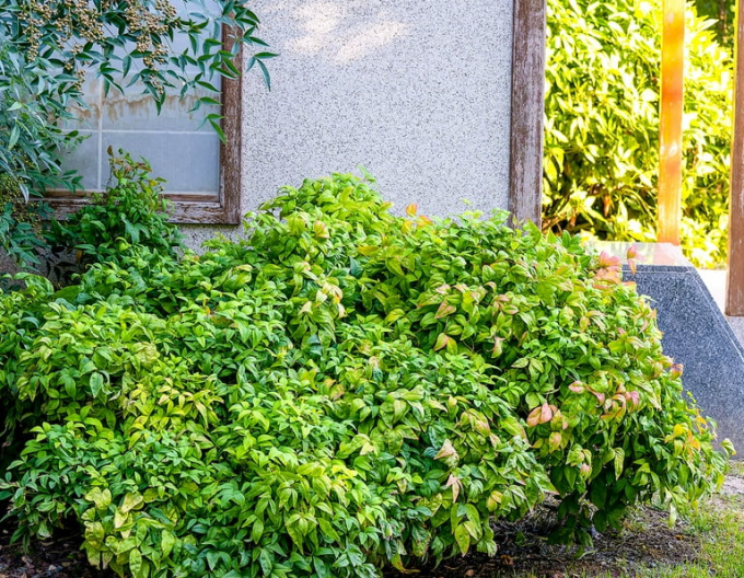 Nandina ´Fire Power´