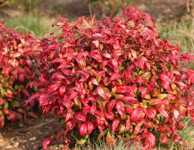 Nandina ´Fire Power´