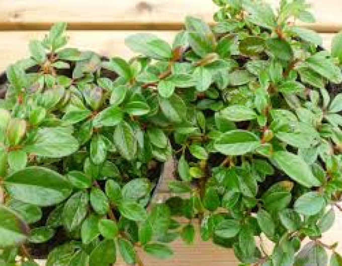 Cotoneaster Dammeri Major