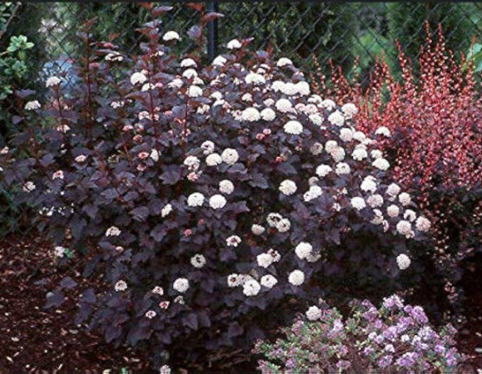 Physocarpus  Red Baron